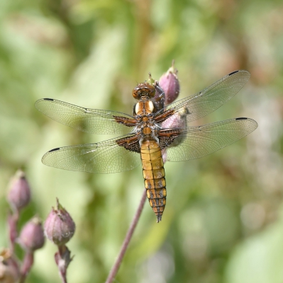 Female Broad Bodied Chaser